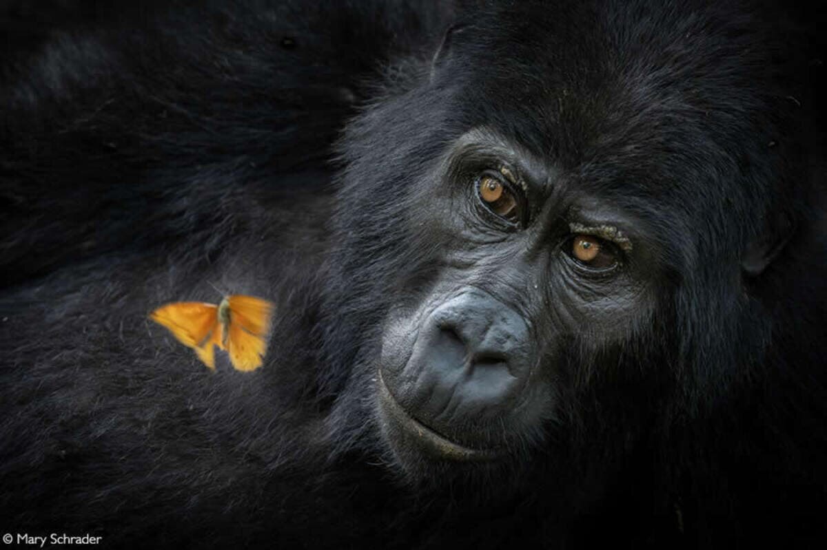   Высокая оценка конкурса, горилла наблюдает за порхающей бабочкой, национальный парк «Непроходимый Бвинди», Уганда / © Mary Schrader
