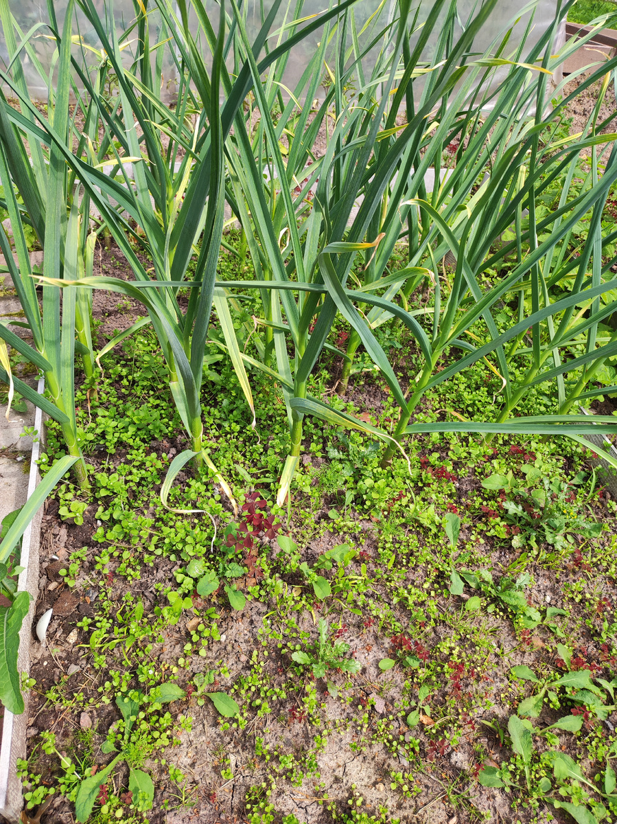 Вот такая грядка была, когда я приехала. Заросла за 10 дней