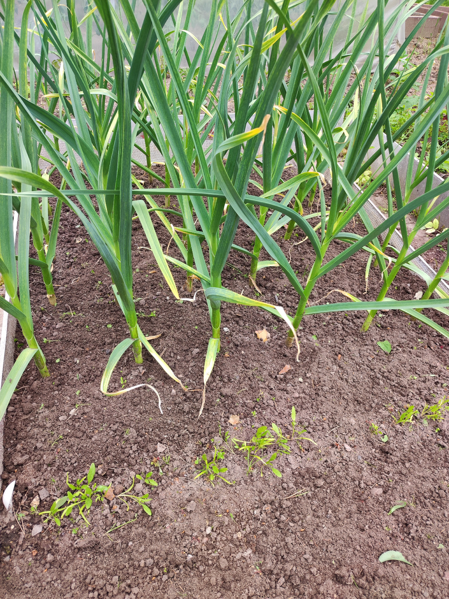 Это я уже почистила, остались жалкие остатки рукколы, остальную слизни съели