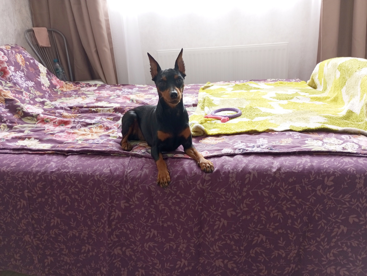 Моя диванно-кроватная городская собака