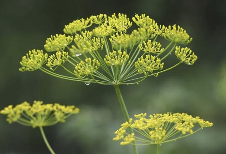 Как вырастить укроп без зонтиков: 3 простых правила