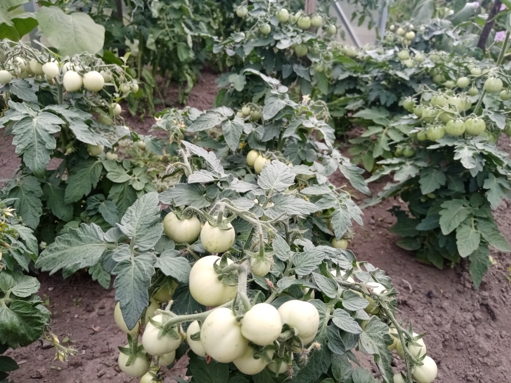 Первый урожай Черри