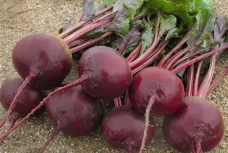 Топ-10 «неубиваемых» овощей. Какие овощи посадить , что бы в любом случае не остаться без урожая.