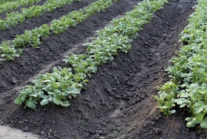 Окучивание картофеля: сроки, способы и главные ошибки
