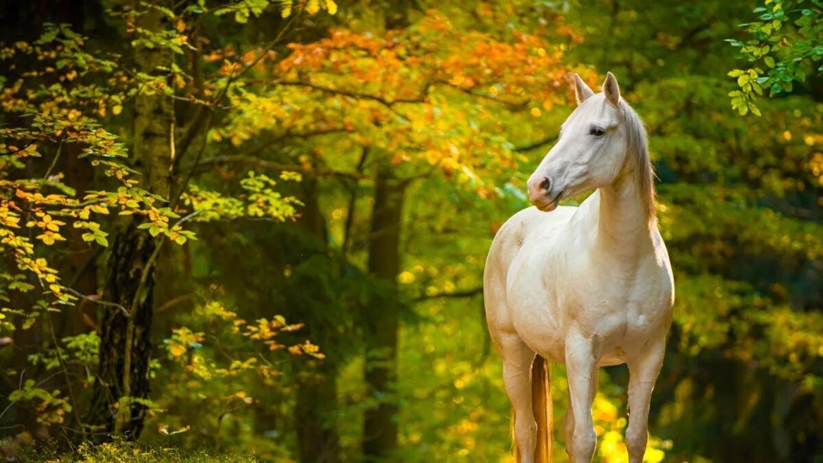 Белый конь 