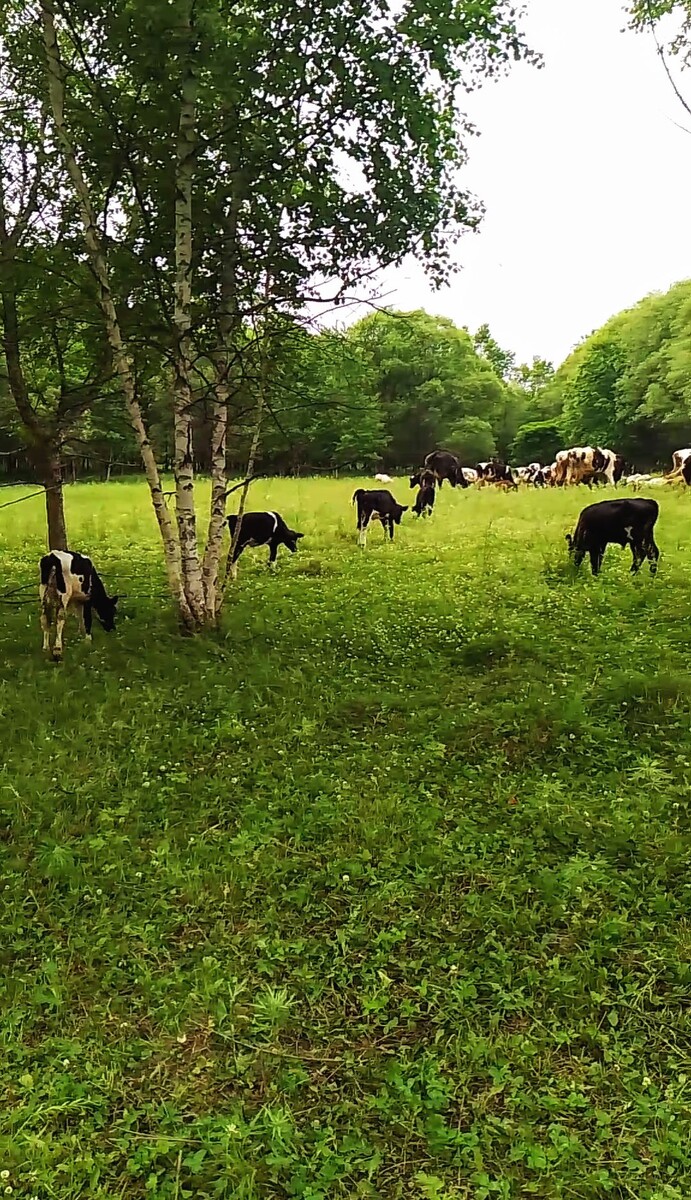 Оригинальное фото.