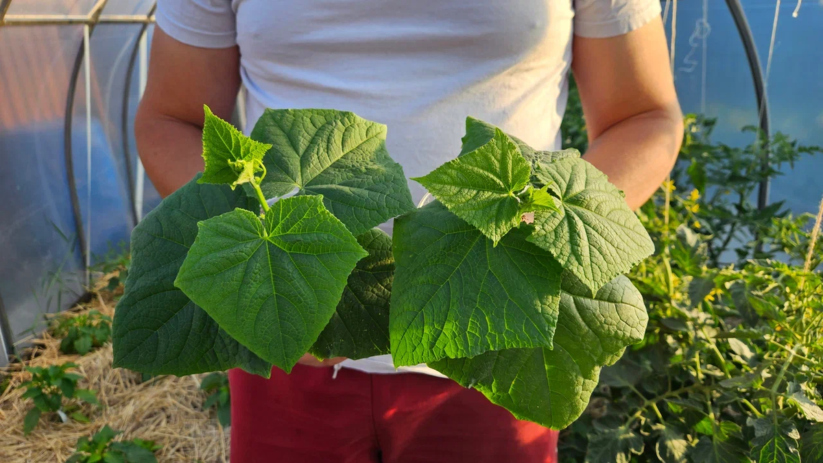 Что вносить при посадке огурцов?