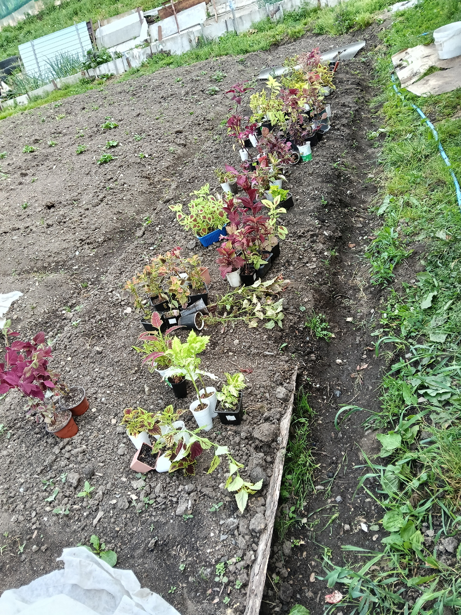 Выставляла для посадки на клумбу! Это лишь небольшая часть моих колеусов!