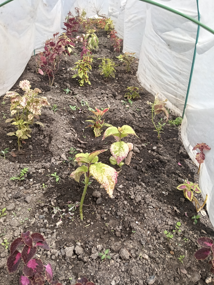 Оставила вот такой балаганчик высаженных в грунт колеусов