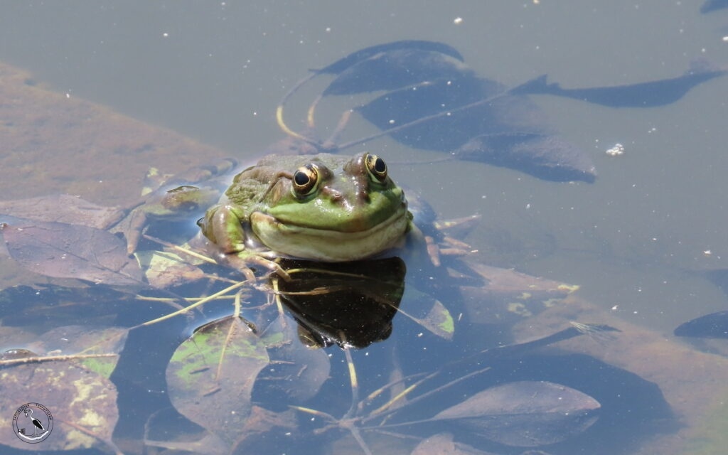     Вот оно, счастье! Полный живот. 03.06.2024 Анна Власова