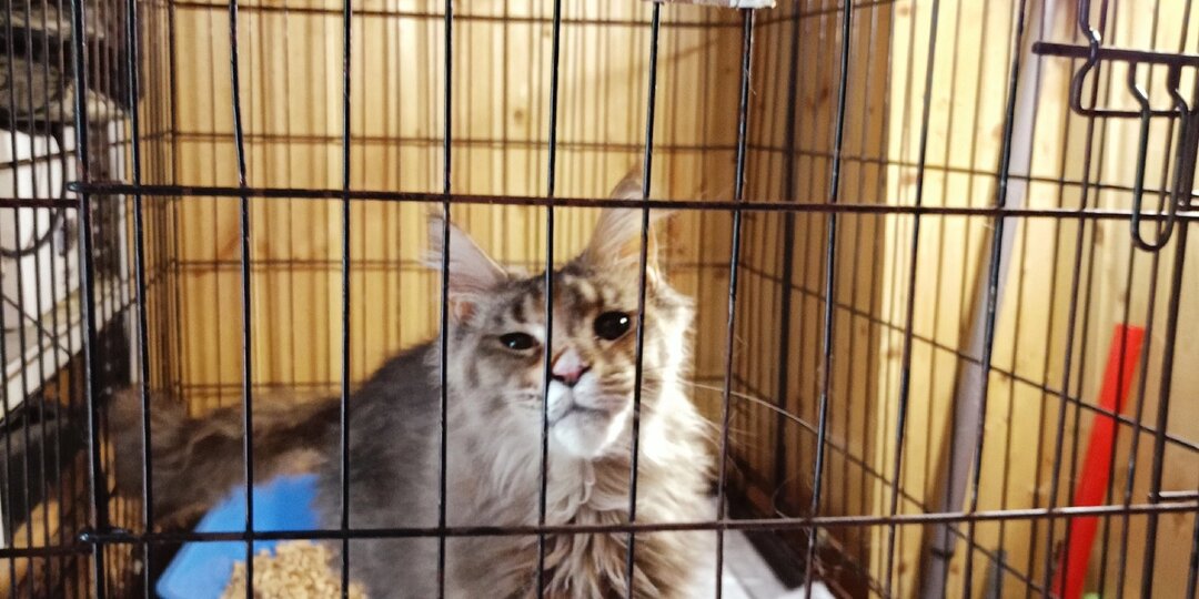 Мейн кун, 1 год, ищет новую семью. Сейчас в приюте.