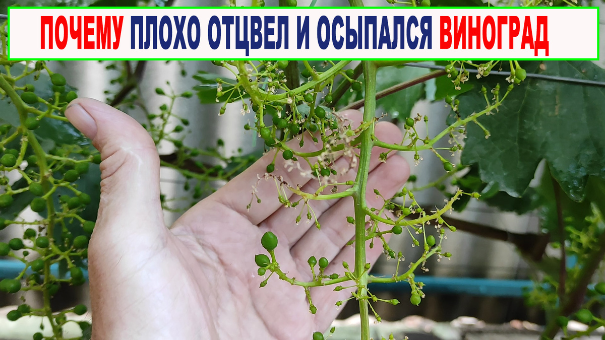 Плохое цветение.