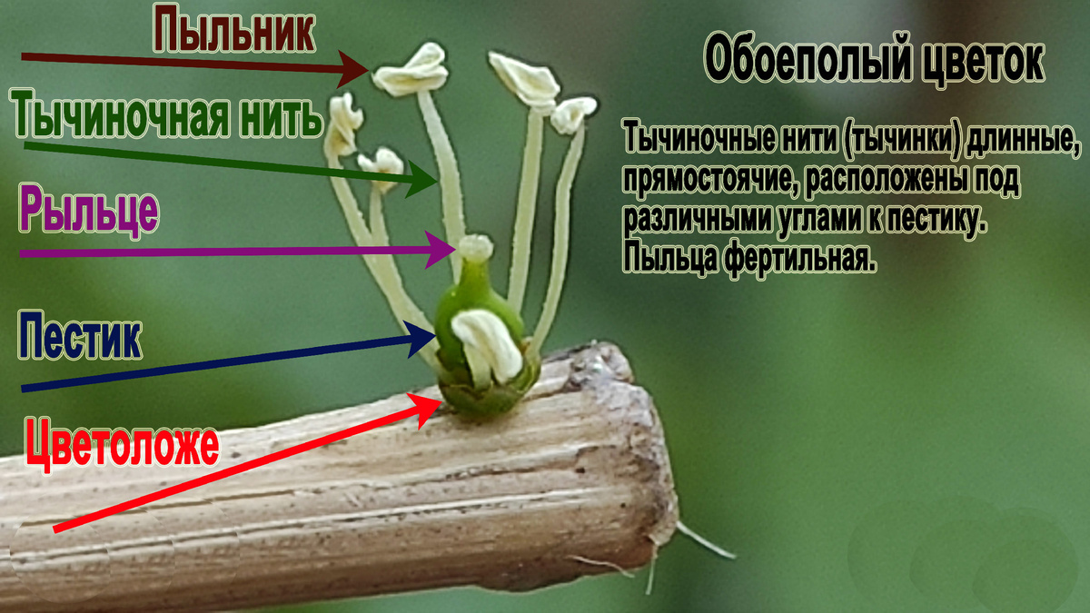 Вот так выглядит обоеполый цветок.