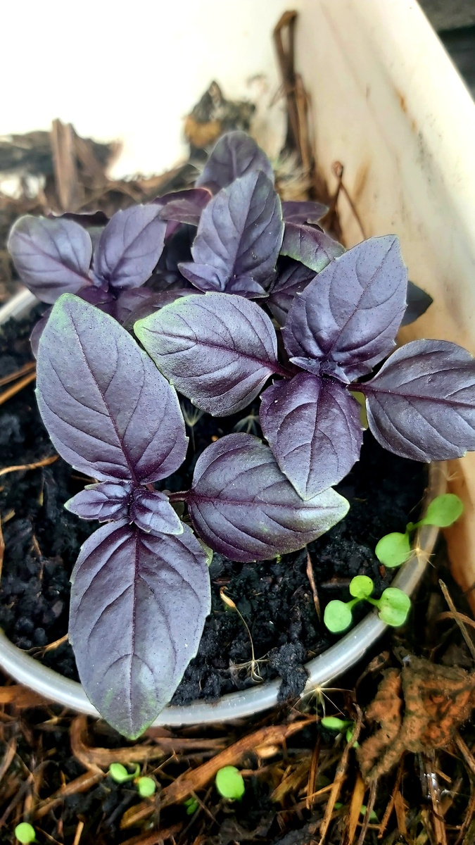 Базилик нужен этот!!!!! В магазине его нет в специях, не в живых, не в сухих, выращиваю сама, так он мне нужен для салата.