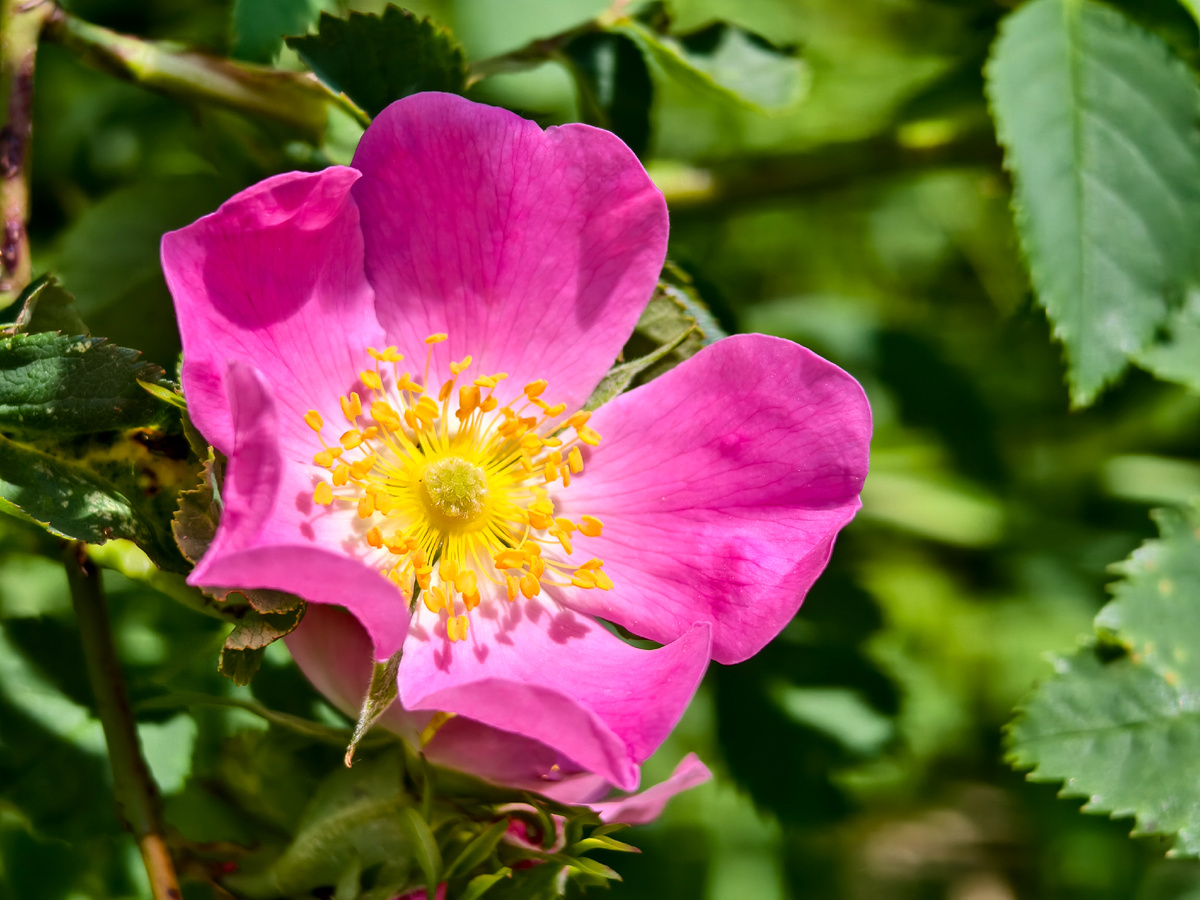 Яркие краски лета