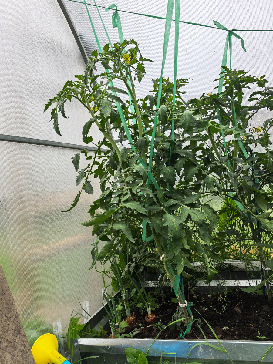 Вот такие кустища