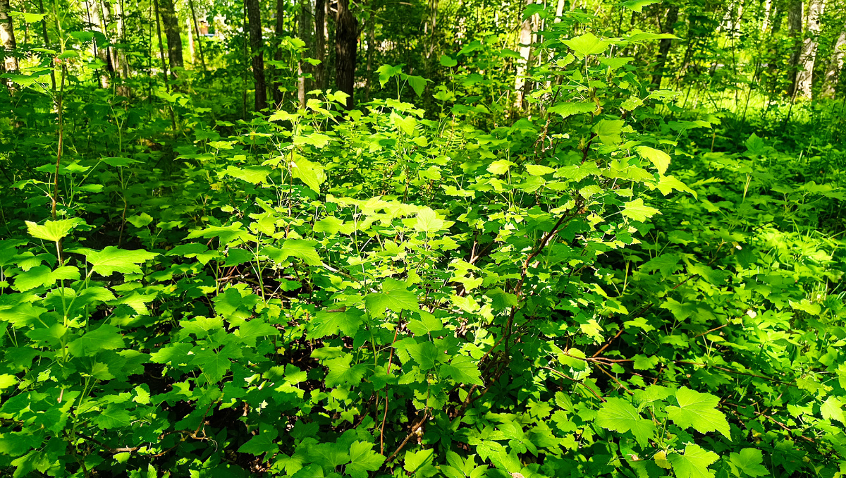 От старинный тропинки уже не осталось ничего