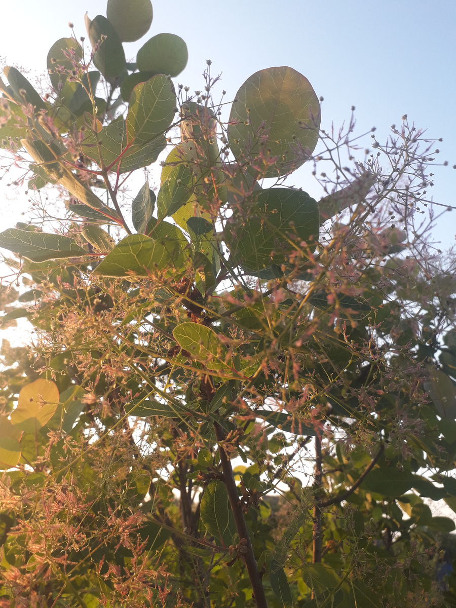 Скумпия кожевенная