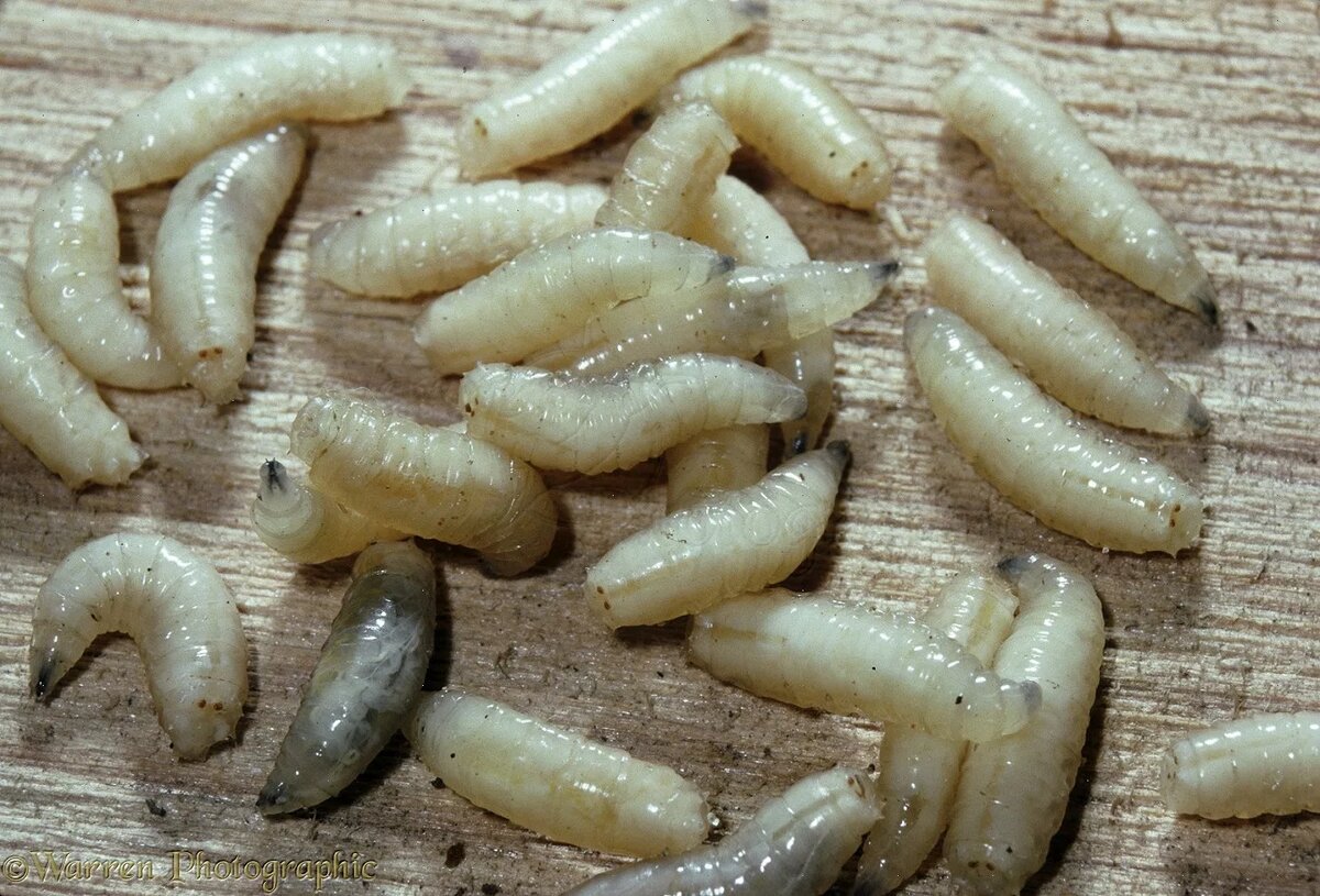 личинки мух