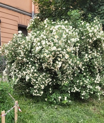 Все в цвету