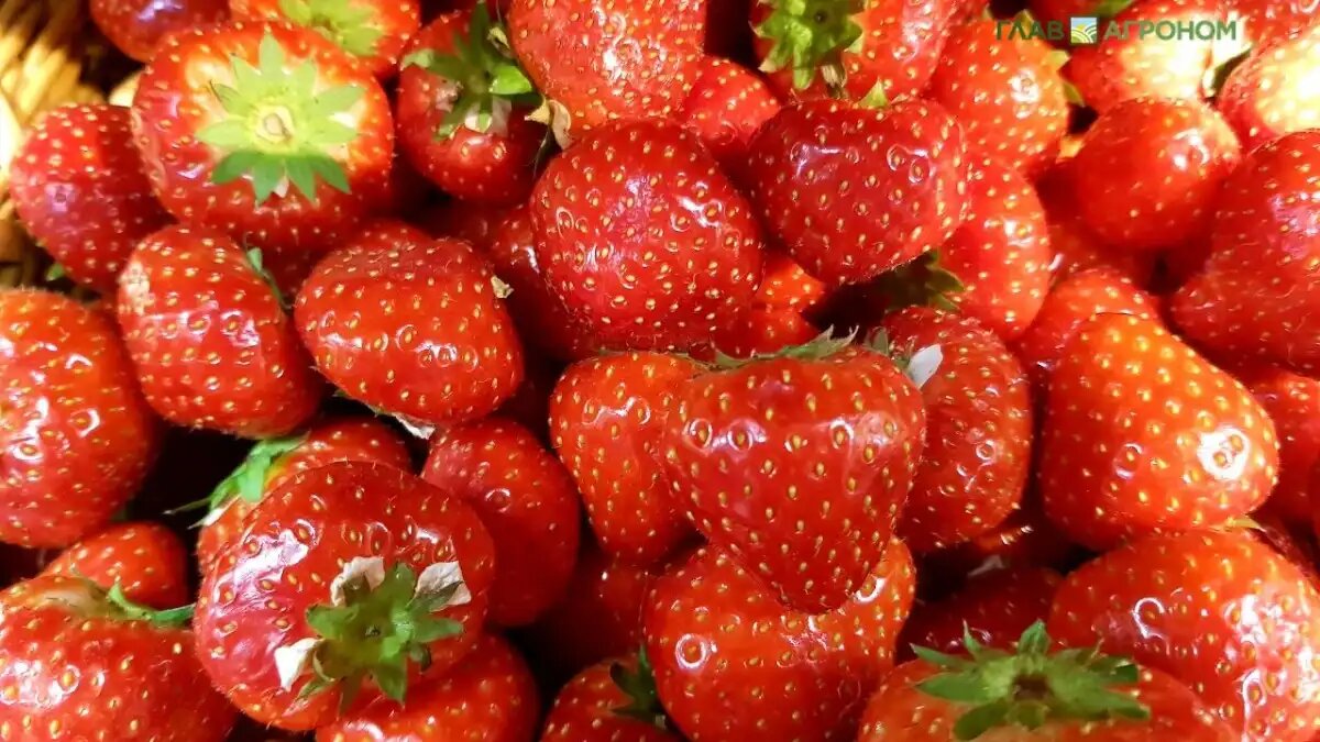 Фото:© Светлана Бойко / Glavagronom.ru
Программу для определения болезней садовой земляники разработали в СФНЦА РАН