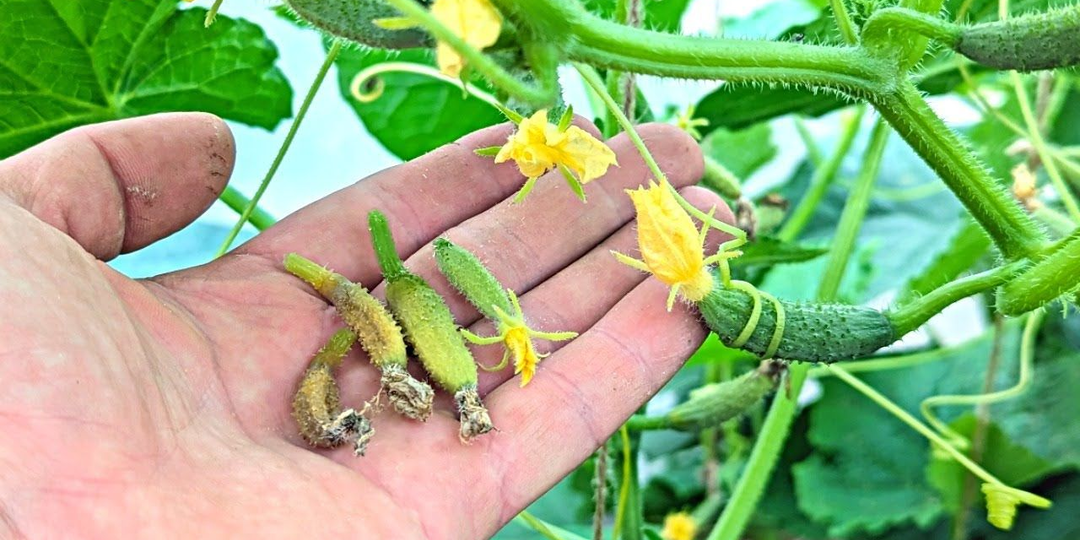 Опадает завязь на огурцах: чем подкормить?