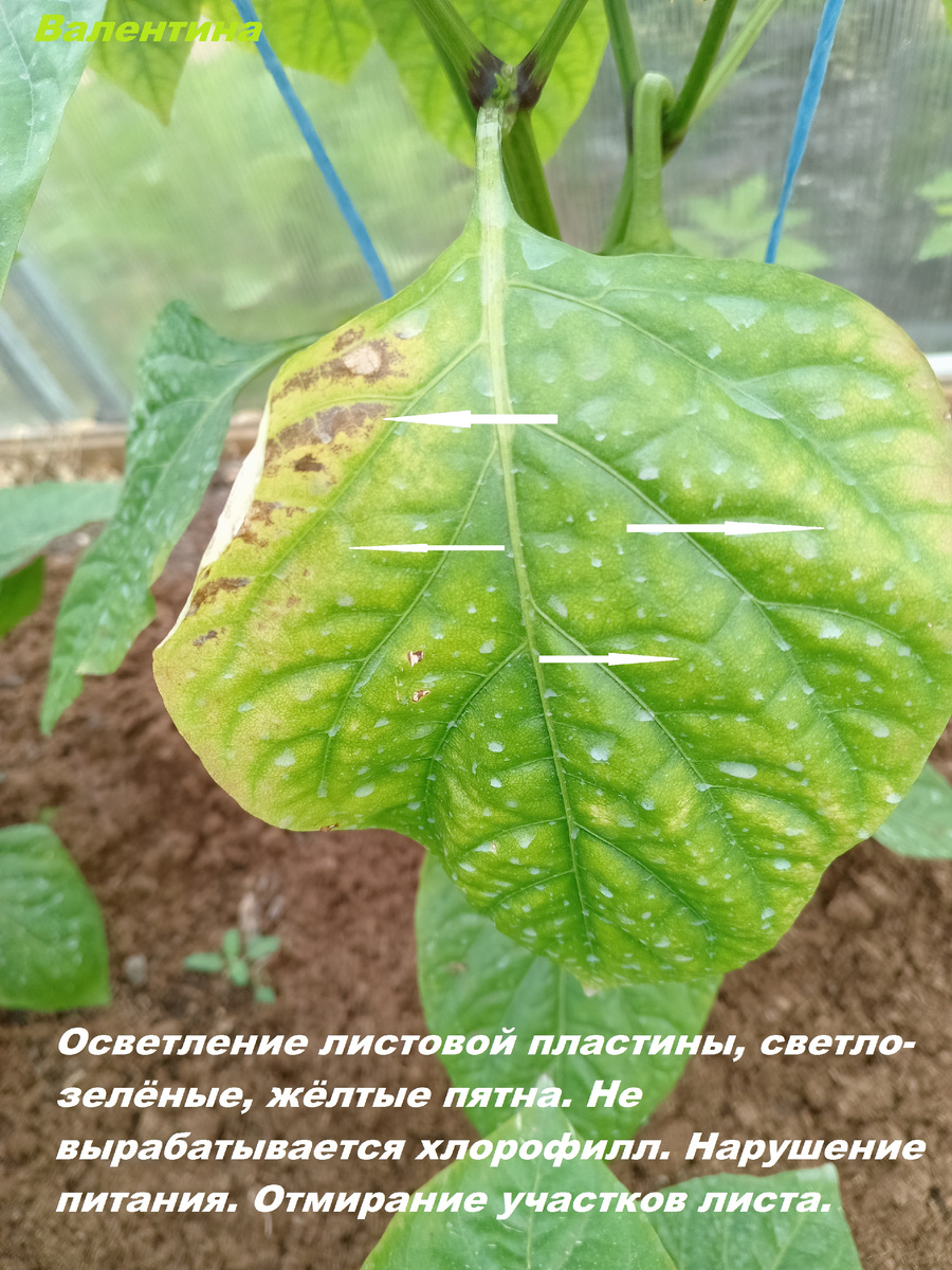 Признаки кальциевого хлороза на листе перца в 2025 году.