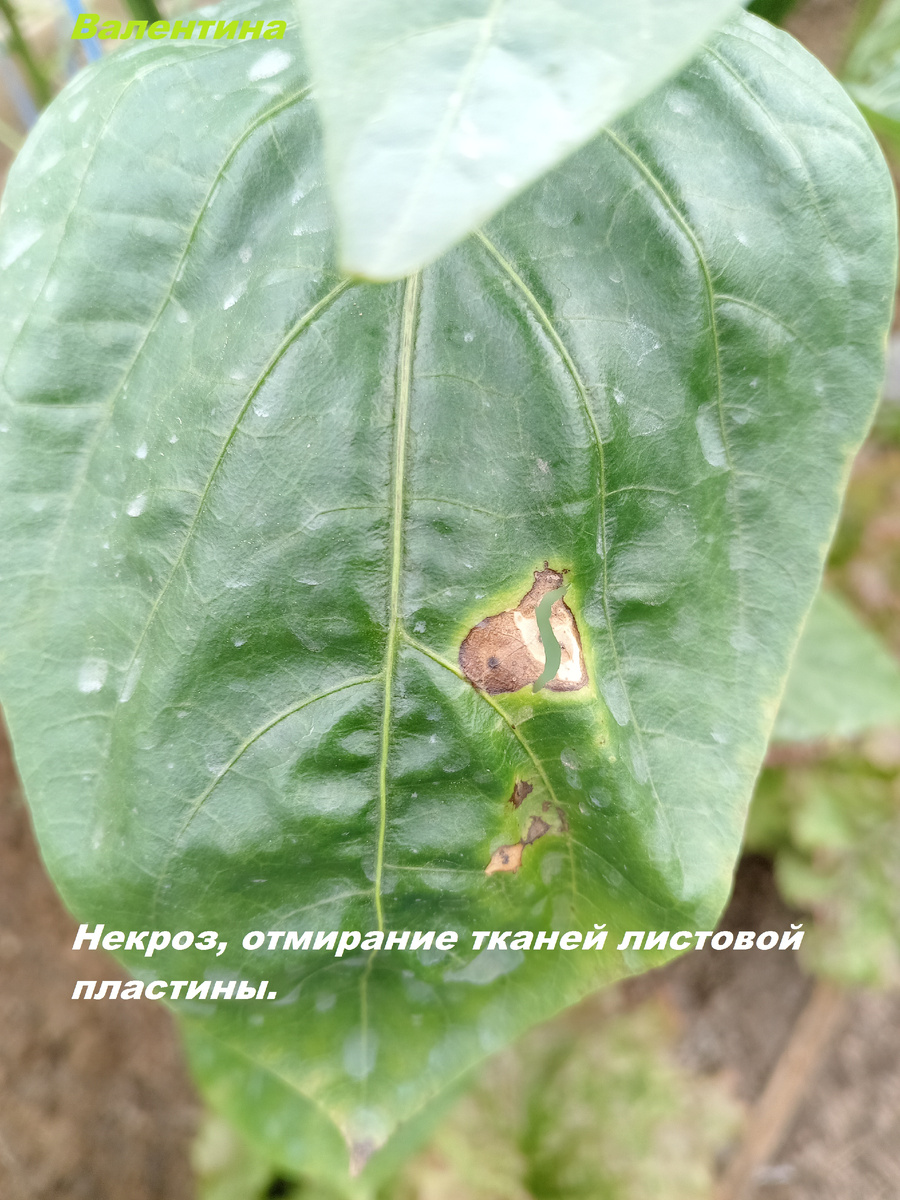 Поражённый участок  на листовой пластине при кальциевом хлорозе.