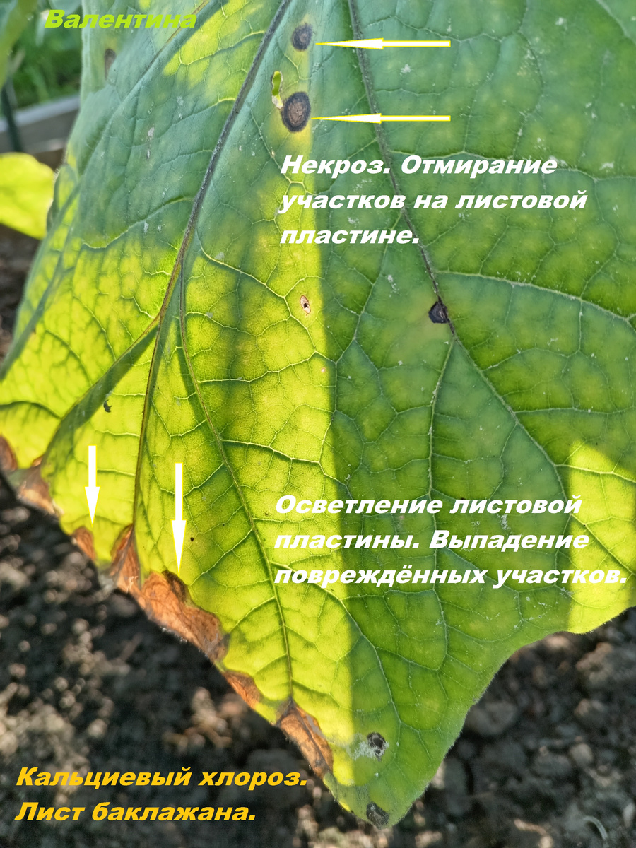 Признаки кальциевого хлороза на листе баклажана.