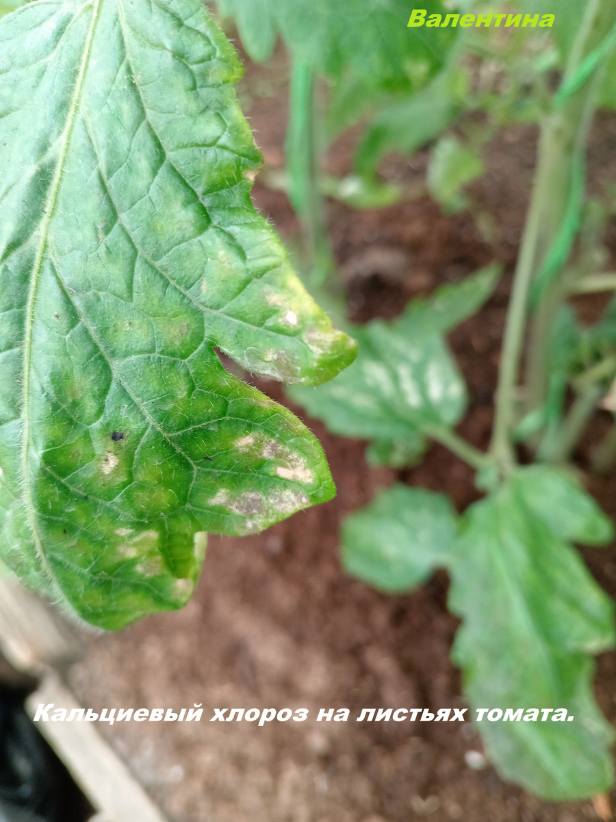 Признаки кальциевого хлороза на листе томата.