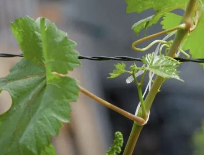 Пасынкование винограда в июне: как правильно формировать куст