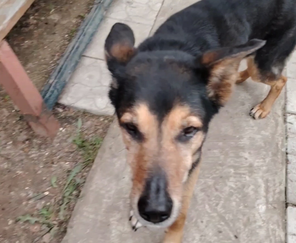 Блудный Бим