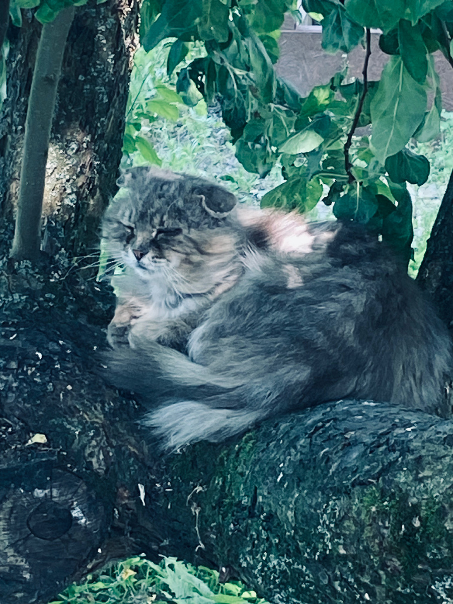 В развилке яблони Филя любил валяться в жару.