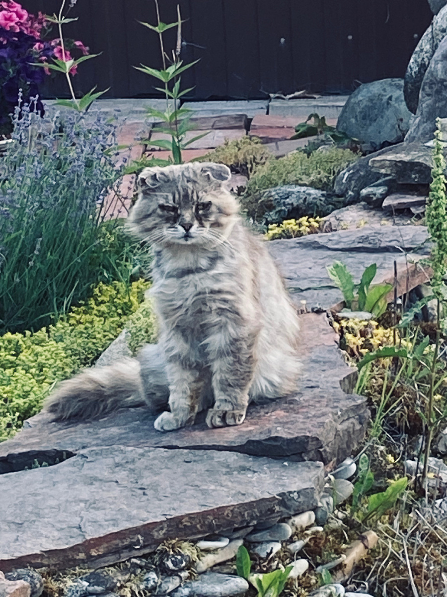 Лето 2023 года. Уличный худенький Филя в летней шубке.