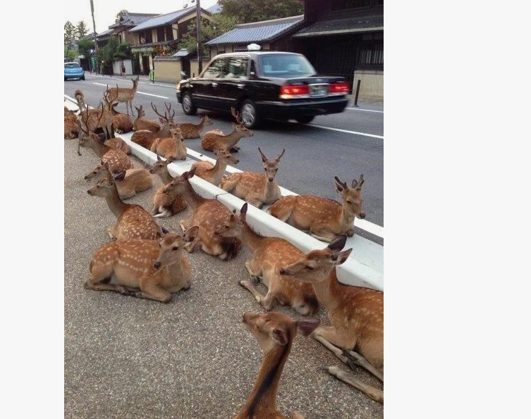 У нас голуби, в Турции кошки, в Наре олени везде лезут под ноги