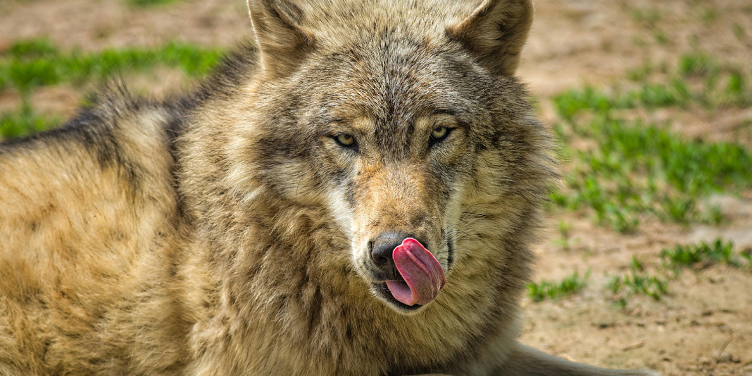 Свободный по жизни: почему волк не согласится стать домашним питомцем