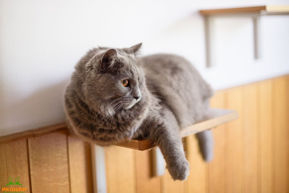 Кот отдыхает на полке 
