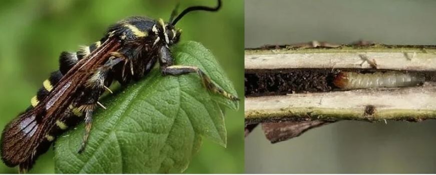 Обработка смородины от стеклянницы в фазе роста побегов