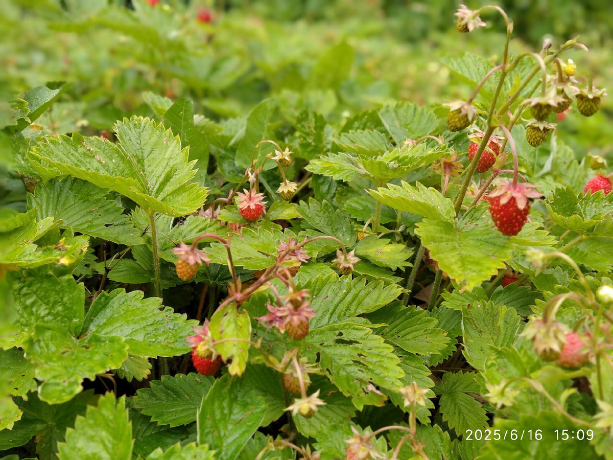 моя земляника в саду (фотография автора)