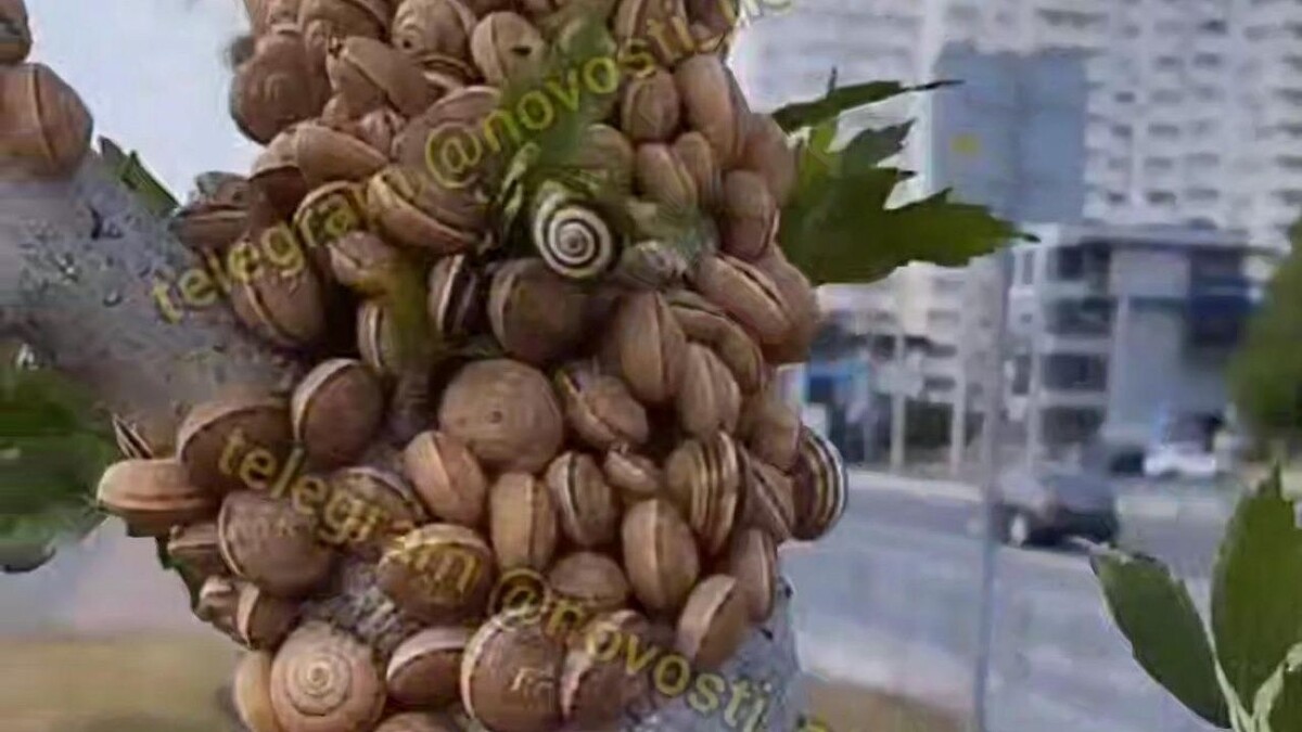    Фото: t.me/novosti_novoross