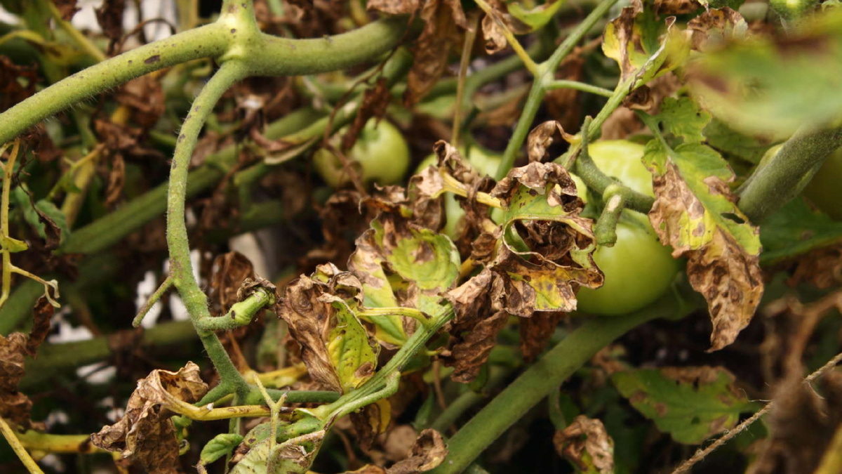 Яндекс картинки