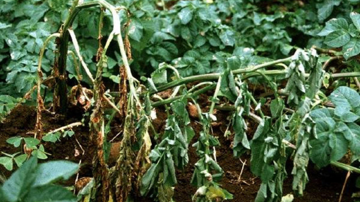 Яндекс картинки