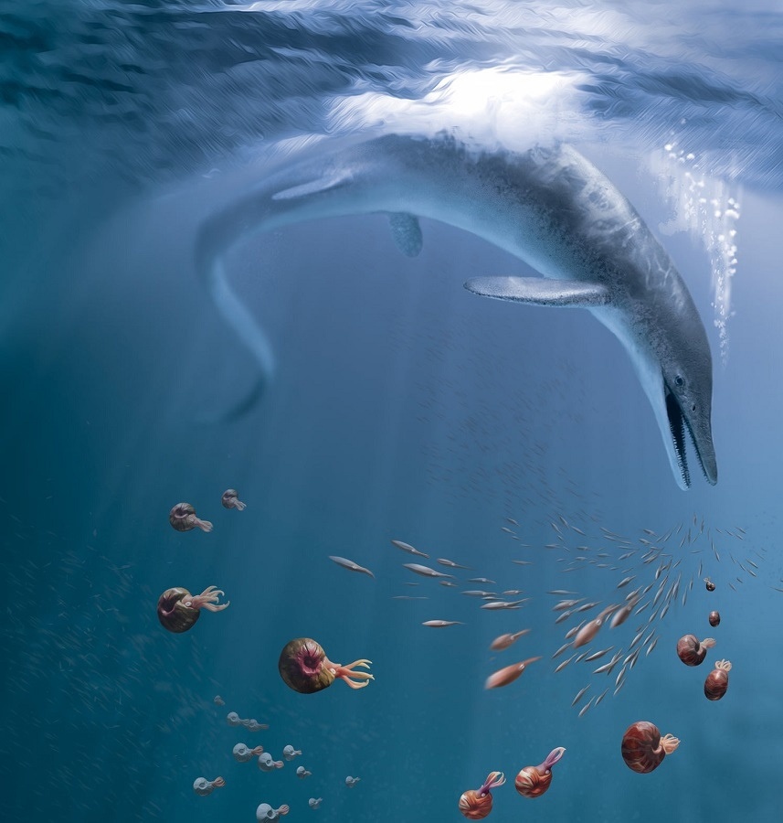 Цимбоспондил не был стопроцентным макрохищником, его добычей в основном были рыбы и моллюски, однако и охота на других морских рептилий не исключена.