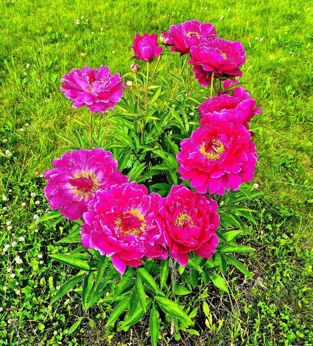 Цветут пионы…   Что еще сказать… просто- красота!