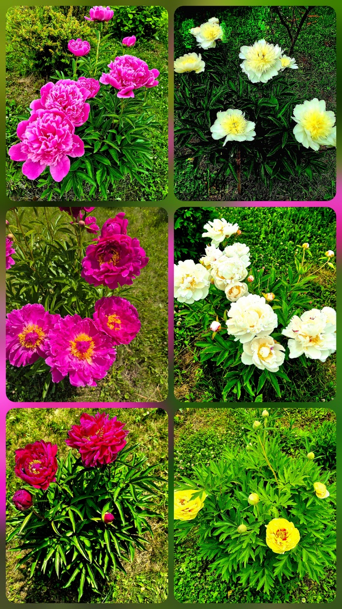 Калейдоскоп цветения…все пионы молочноцветковые, кроме желтого. Это пион ито-гибрид «Бартзелла». Он еще только набирает цвет, но цветет дольше всех