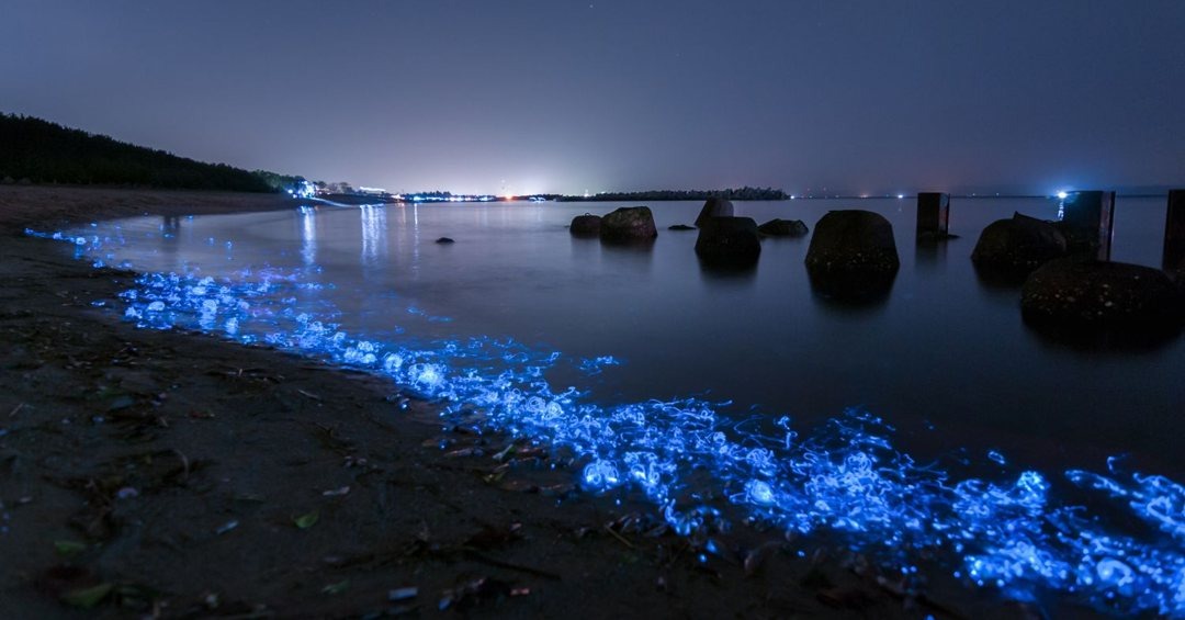 Биолюминесценция «морских светлячков» в заливе Тояма. Фото Ma-mi