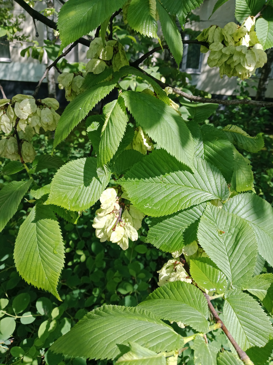 Лето однако 