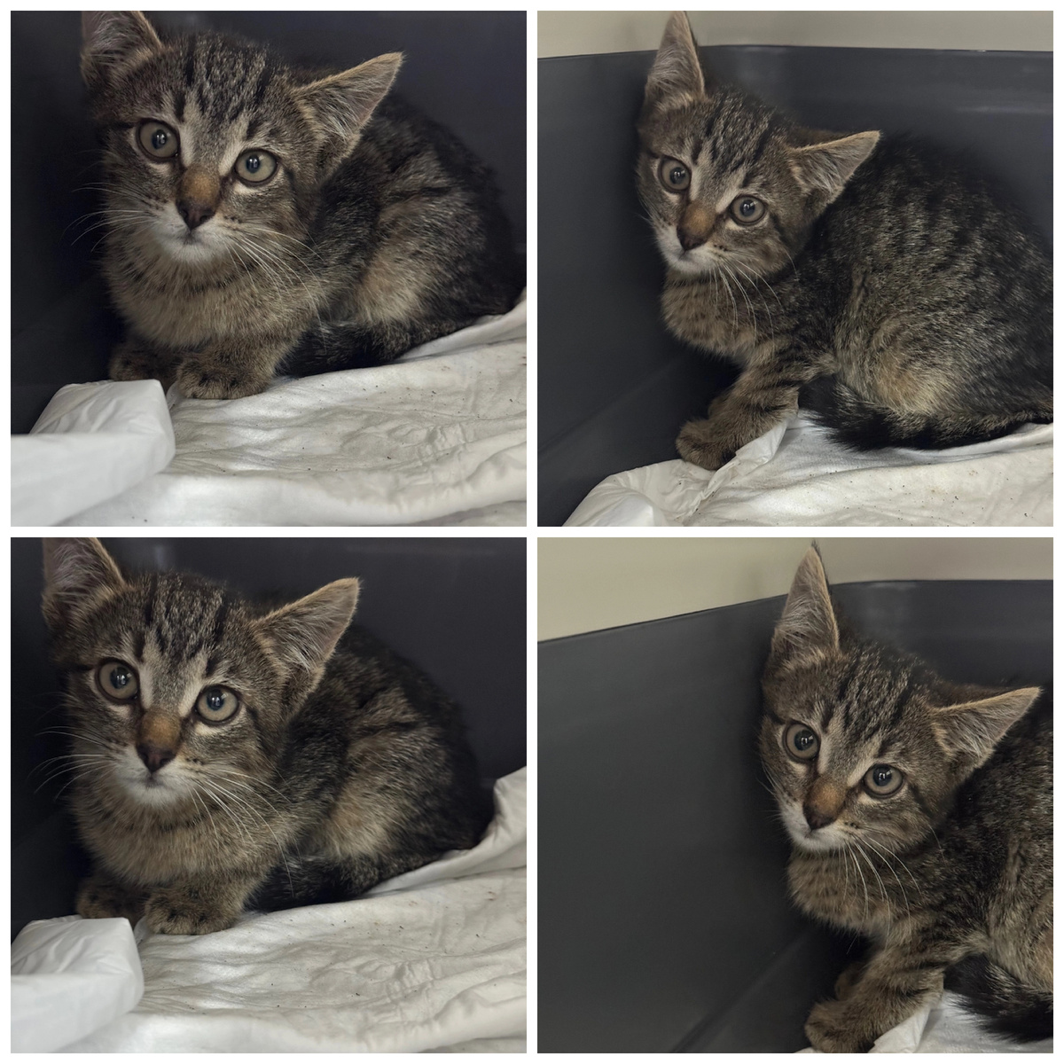 Милую пуговку Мурмышку нашли на улице.