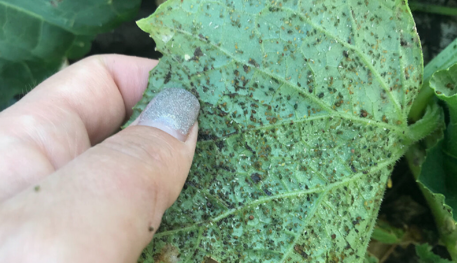 Загнобил тлю на огурцах за 7 минут четкими зельями. Теперь, радуюсь большому урожаю, а про тлю уж забываю на весь сезон