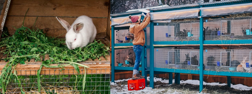 Кролики на дачном участке: начало успешного кролиководства